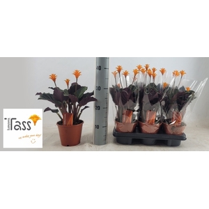 CALAT CROCATA