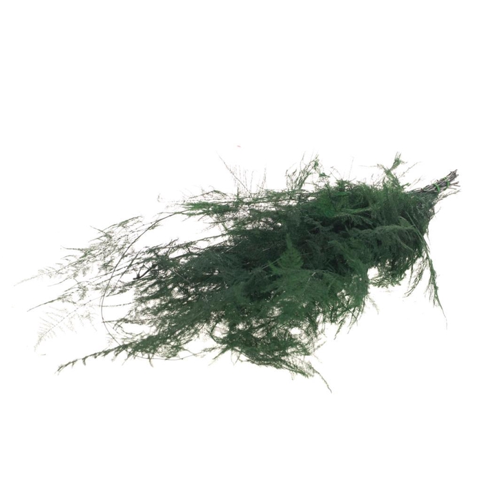 <h4>Asparagus Preserved Moss Green</h4>