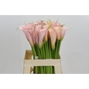 Zantedeschia Eydolls Pink