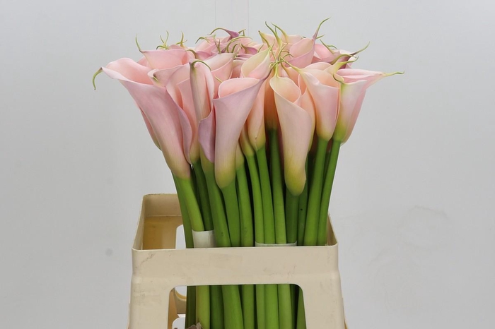 <h4>Zantedeschia Eydolls Pink</h4>