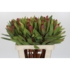 Protea Robijn