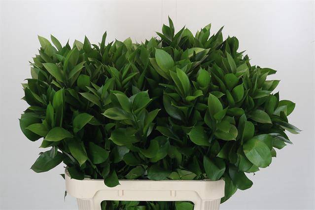 <h4>RUSCUS HYPOPHYLLUM</h4>