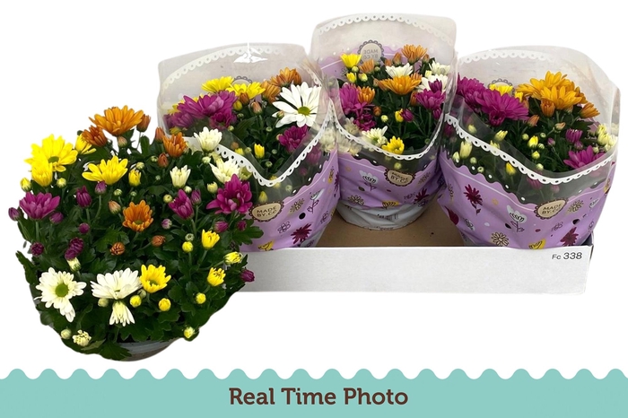 <h4>CHRYS GEM IN POT</h4>