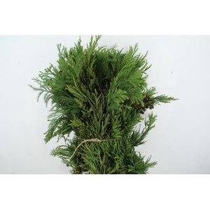 CRYPTOM J CRISTAT PER BUNCH