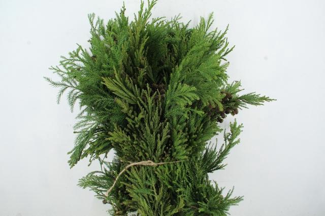 <h4>CRYPTOM J CRISTAT PER BUNCH</h4>