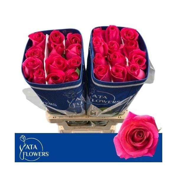 <h4>R gr Pink Floyd L6</h4>