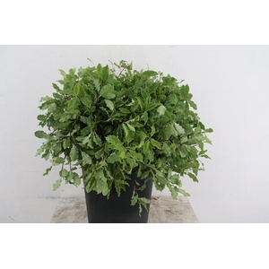 PITTO VERDE PER STEM