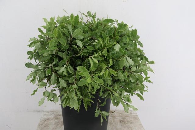 <h4>PITTO VERDE PER STEM</h4>