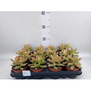 Sedum   ...
