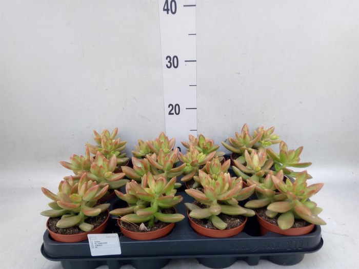 <h4>Sedum   ...</h4>