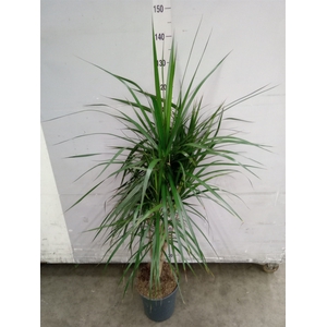 Dracaena marg.