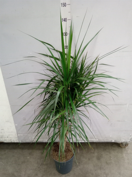 <h4>Dracaena marg.</h4>