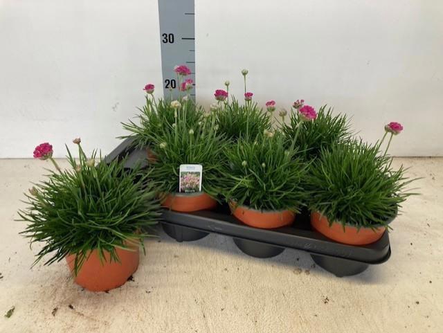 <h4>ARME MAR SPLENDENS</h4>