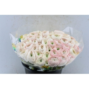 Ran Kloon Extra Hanoi