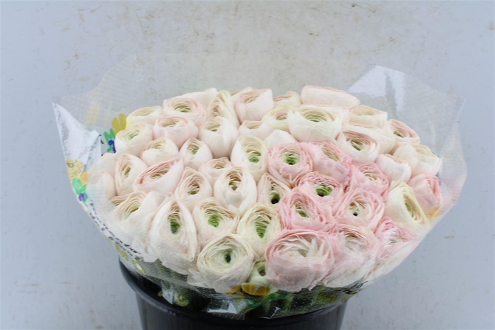 <h4>Ran Kloon Extra Hanoi</h4>