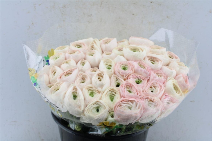 <h4>Ran Kloon Extra Hanoi</h4>