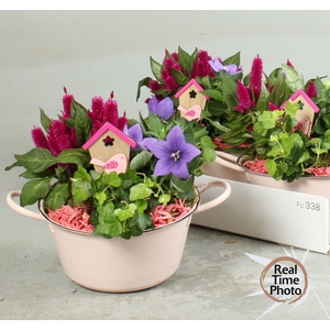 ARR TUINPLANTEN