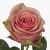 R Gr Geraldine Pink 50cm EC