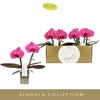 Phalaenopsis overig paars (meerdere