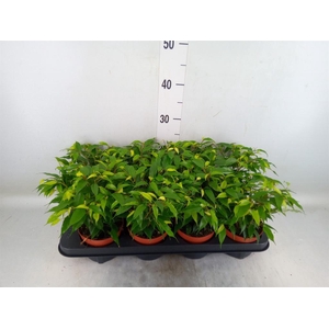 Ficus benja. 'Green Kinky'