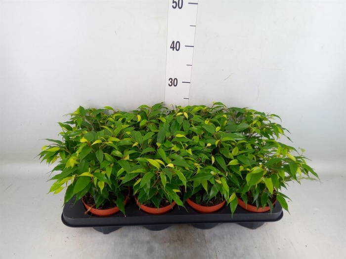 <h4>Ficus benja. 'Green Kinky'</h4>