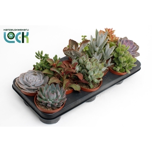 Succulenten Mix