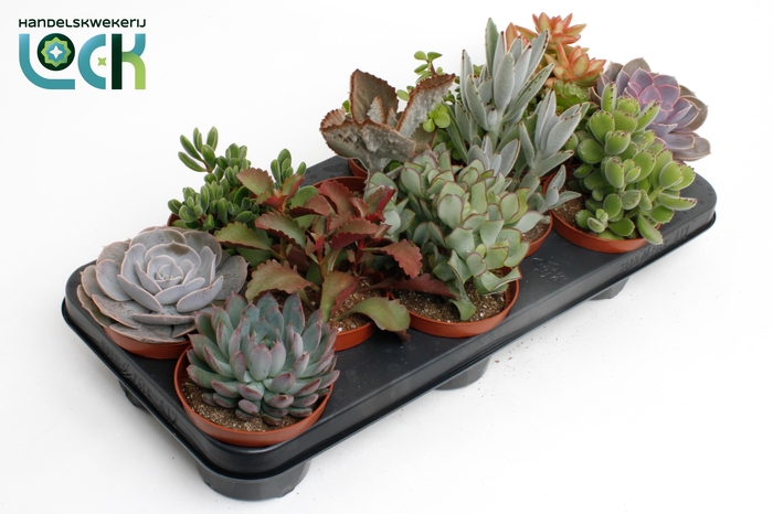 <h4>Succulenten Mix</h4>