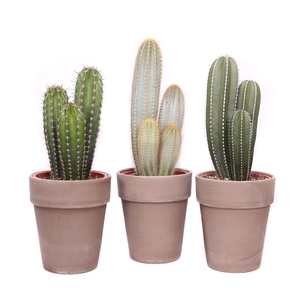 Cactus canarias grijze vaaspot 17 cm