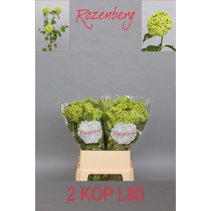 Viburnum Roseum 2 Kop Rozenberg