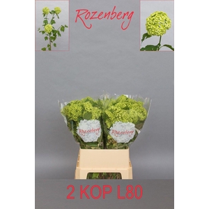 Viburnum Roseum 2 Kop Rozenberg