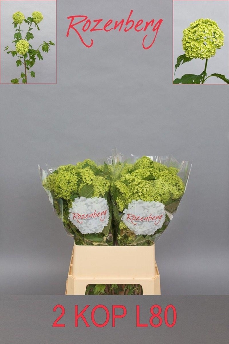 <h4>Viburnum Roseum 2 Kop Rozenberg</h4>