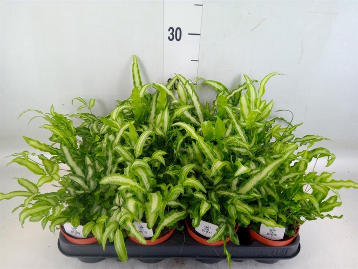 <h4>Pteris cretica 'Albolineata'</h4>