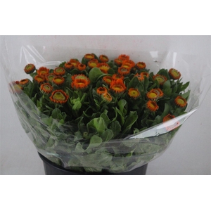 Calendula Orange Extra P Stem