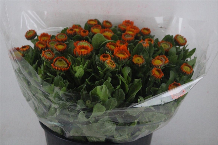 <h4>Calendula Orange Extra P Stem</h4>