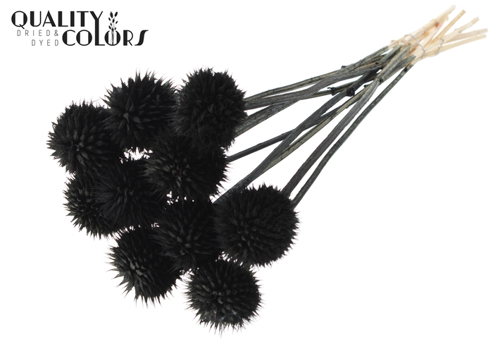 Lions Tail 10pc/bunch Black