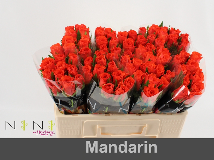 <h4>Rosa large mandarin</h4>