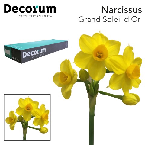 <h4>Narcissus Grand Soleil d'Or Big Box 300</h4>