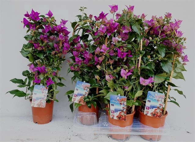 BOUGAINV ALEXANDRA