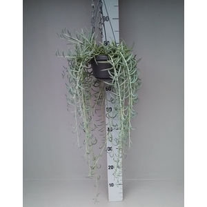 Senecio Radicans