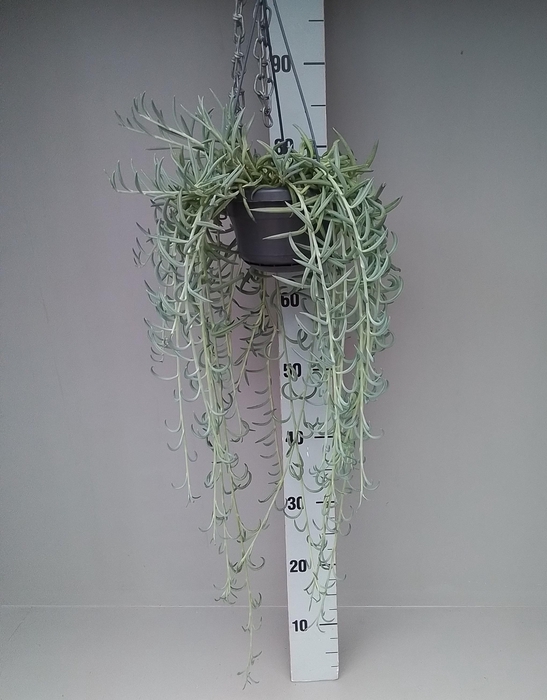 <h4>Senecio Radicans</h4>