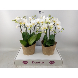 Phalaenopsis multi. 'FC French Blo'