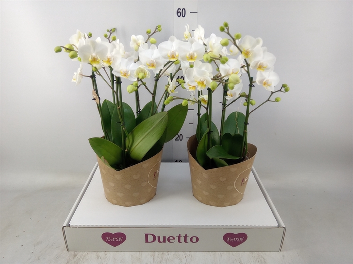 <h4>Phalaenopsis multi. 'FC French Blo'</h4>