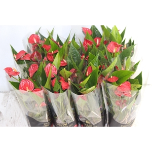 ANTHURIUM MINI MILLION FLOWERS P09