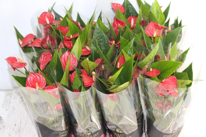 <h4>ANTHURIUM MINI MILLION FLOWERS P09</h4>