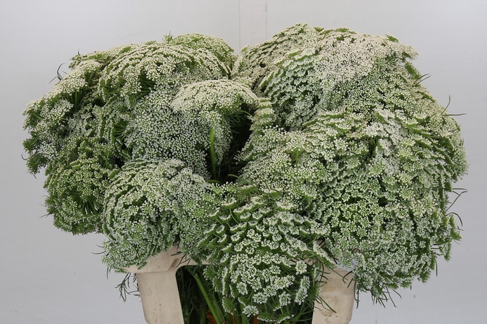 Ammi Visnaga