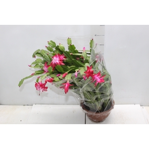 FLOR DE MAIO C18