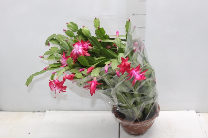 <h4>FLOR DE MAIO C18</h4>