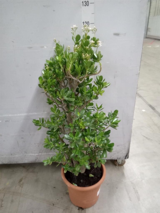 <h4>Crassula ovata</h4>