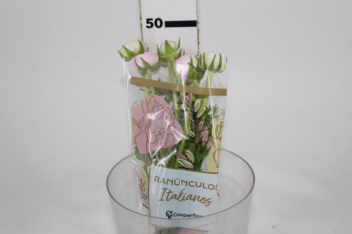 <h4>RANUN. ELEGANCE ROSA 040 CM ROSA CLARO</h4>