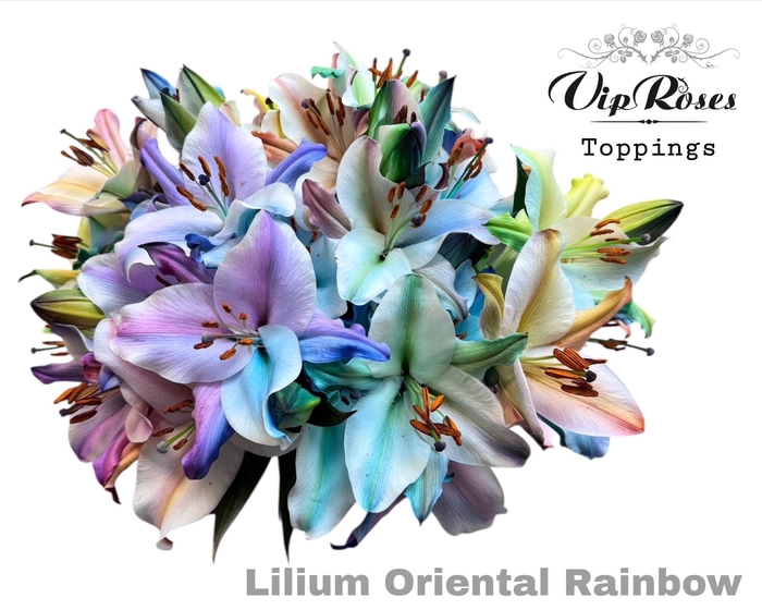 <h4>LI OR RAINBOW</h4>